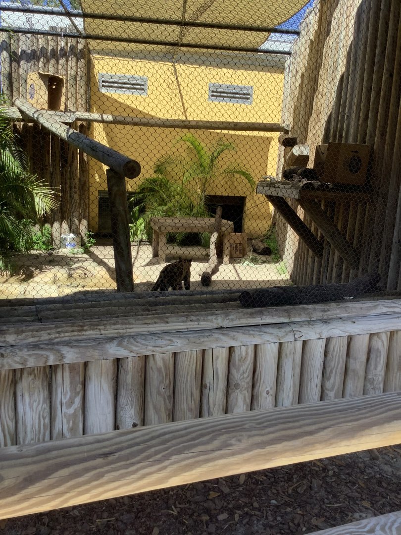 Clouded Leopard 3/20/24