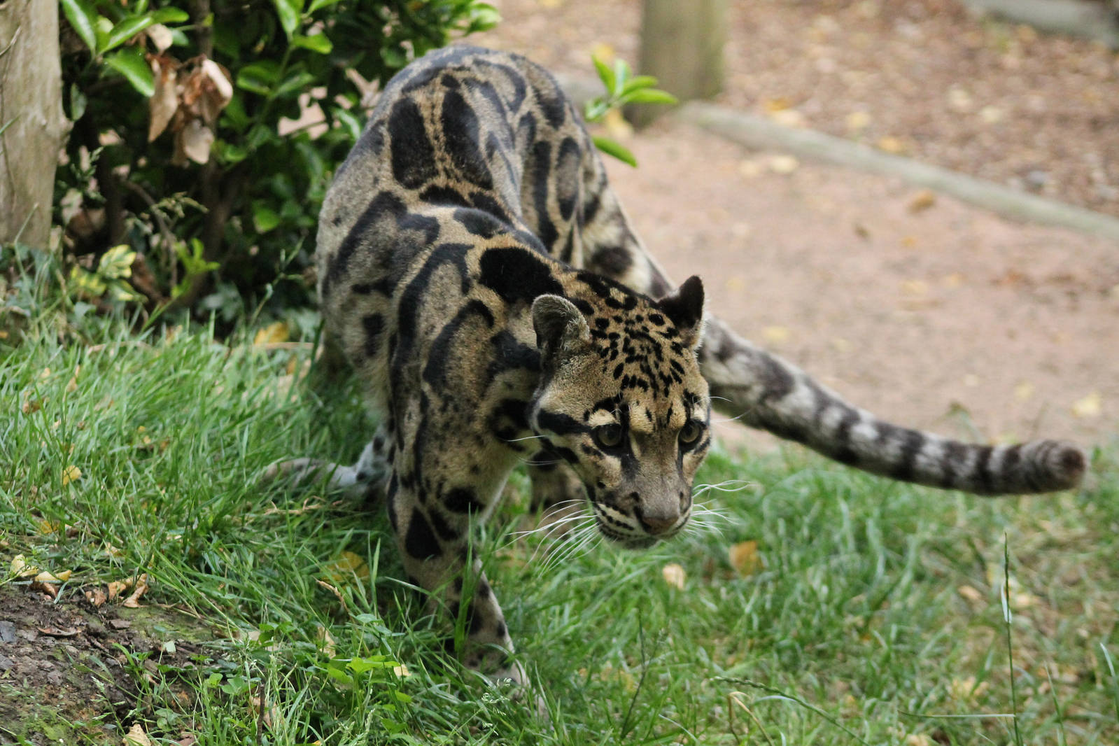 Clouded Leopard - 3rd August 2013