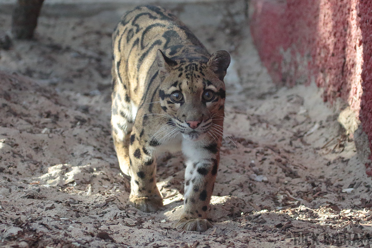 Clouded Leopard - 4th January 2020