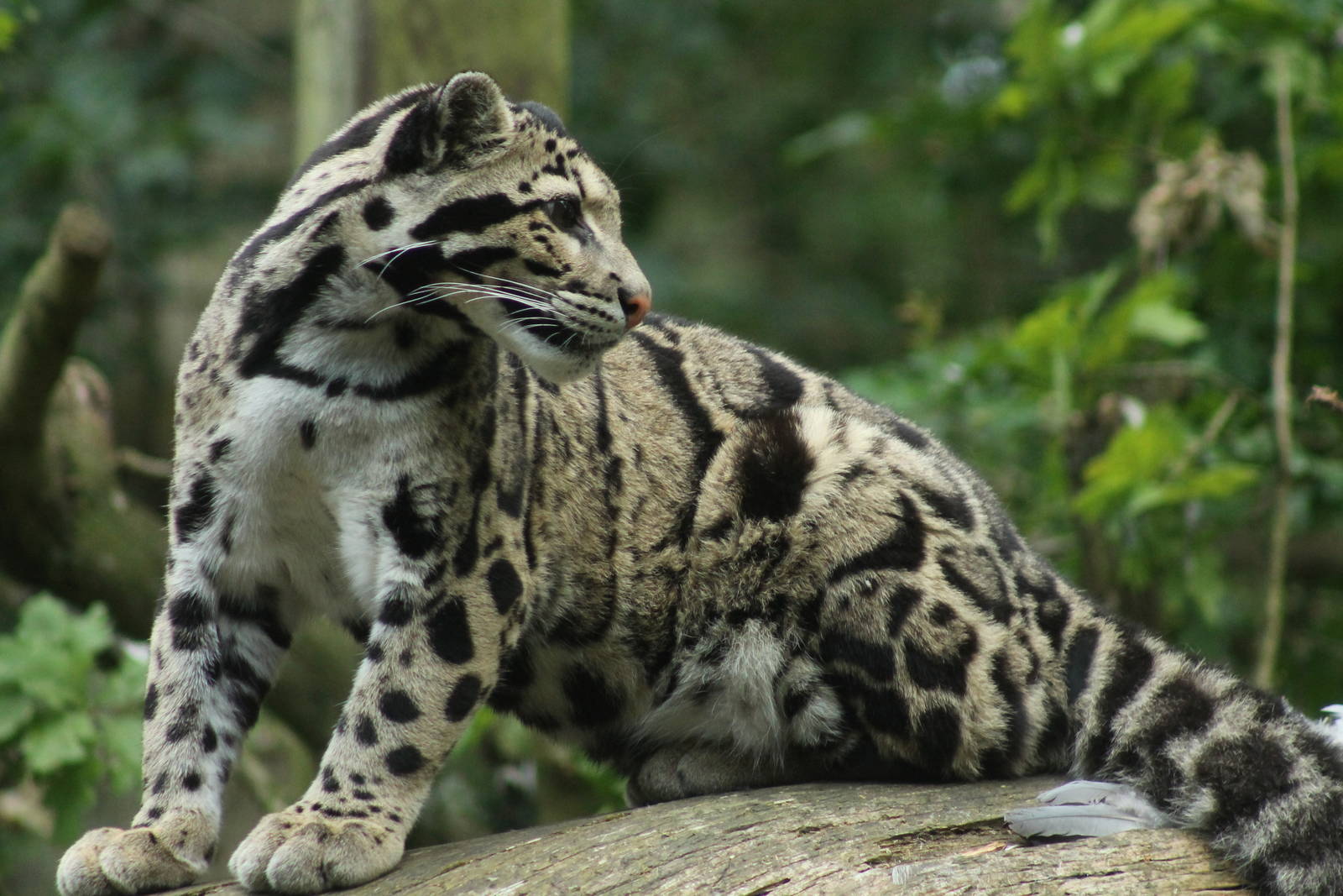 Clouded Leopard - 6th July 2014
