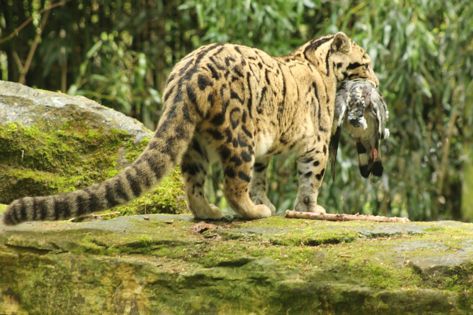 Clouded Leopard - 6th May 2024