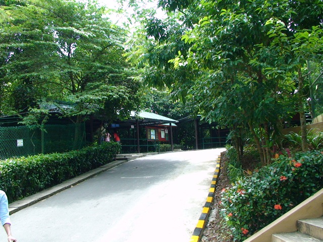 Clouded leopard and civet exhibit