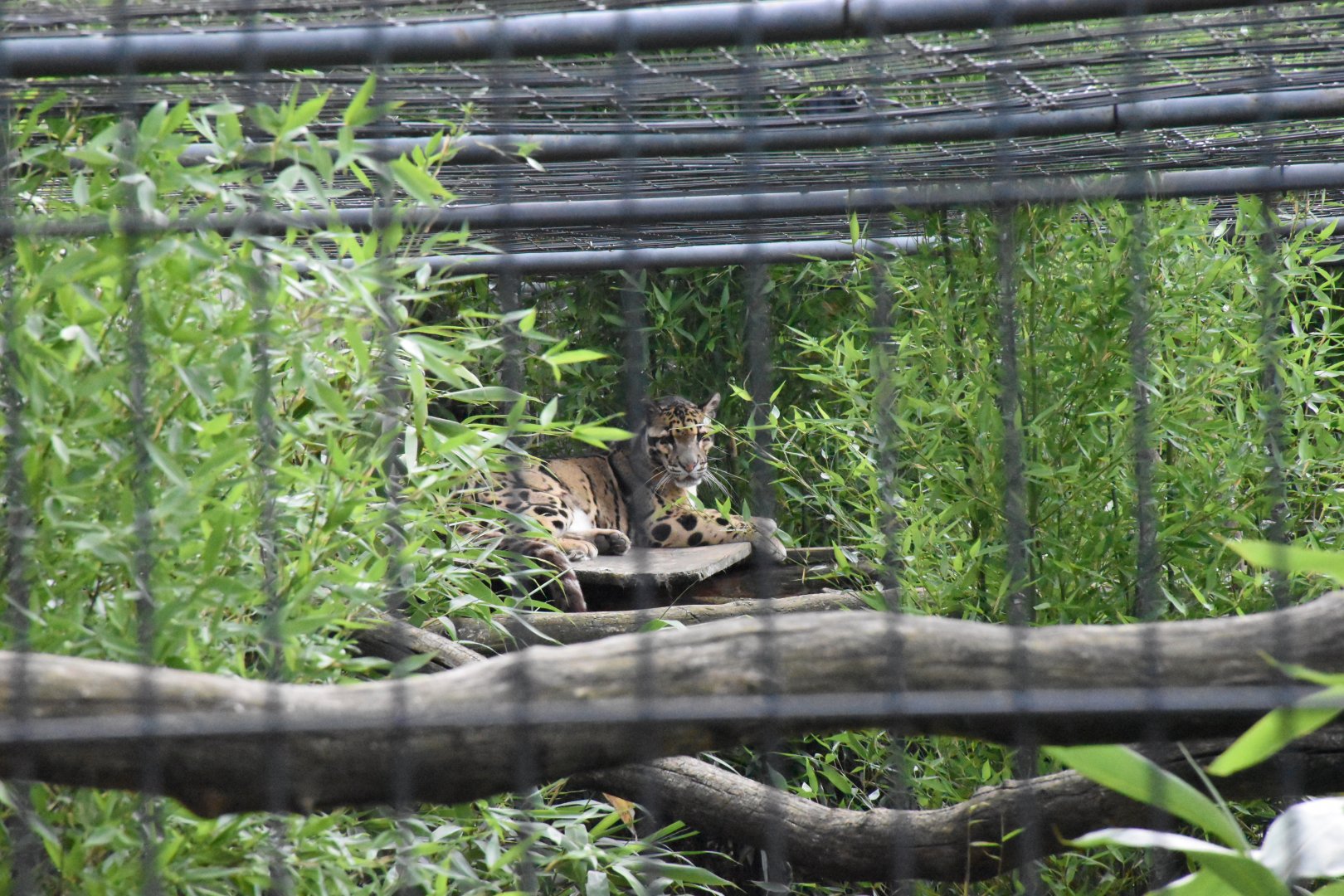 Clouded leopard - Artenschutzzentrum Grasleben