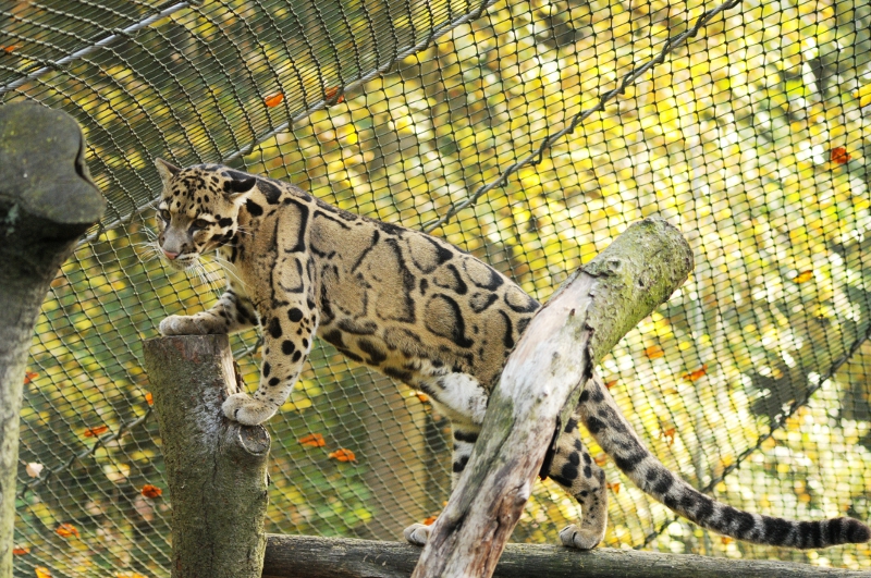 Clouded leopard at Dortmund