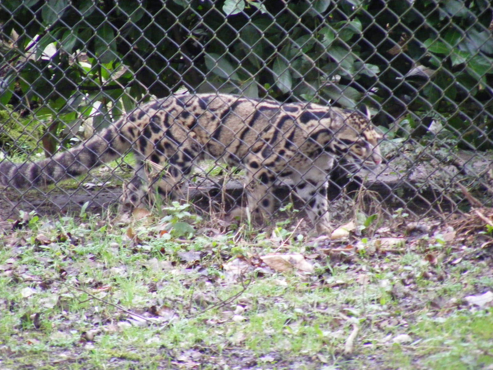 Clouded leopard at Howletts Wild Animal Park, 12 February 2011