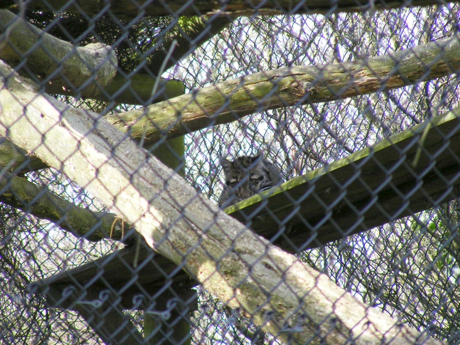 Clouded leopard at Howletts Wild Animal Park, 3 April 2010