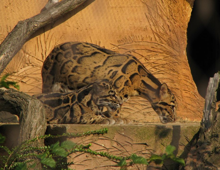 Clouded leopard at Prague zoo