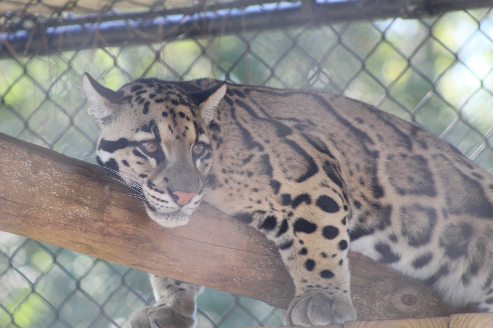 Clouded Leopard at Rest