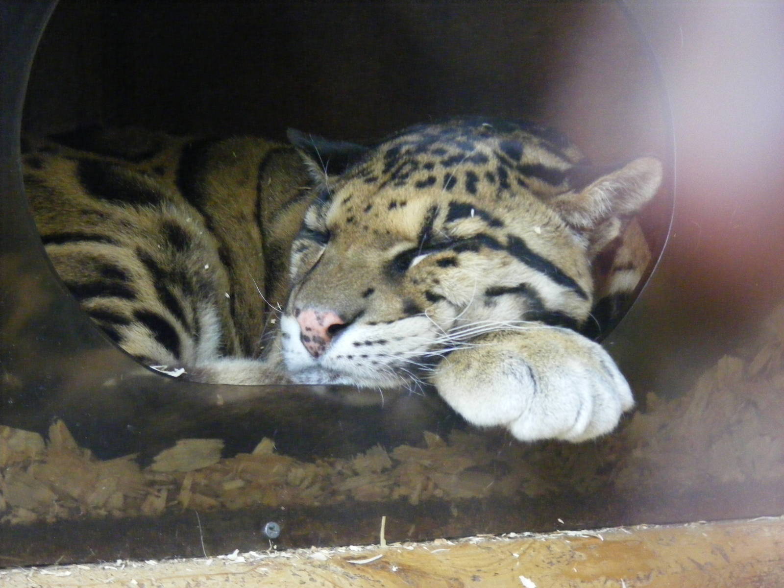 Clouded leopard at Thrigby Hall, 14 September 2010