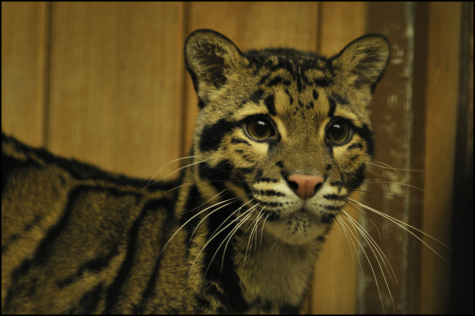 Clouded leopard at Tierpark Berlin
