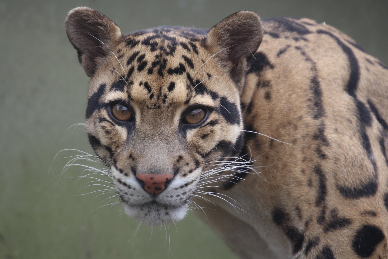 Clouded Leopard, August 2020
