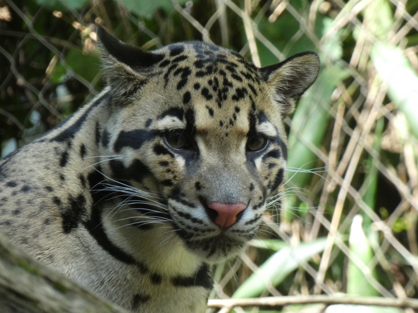 Clouded Leopard, Bamboo Trail