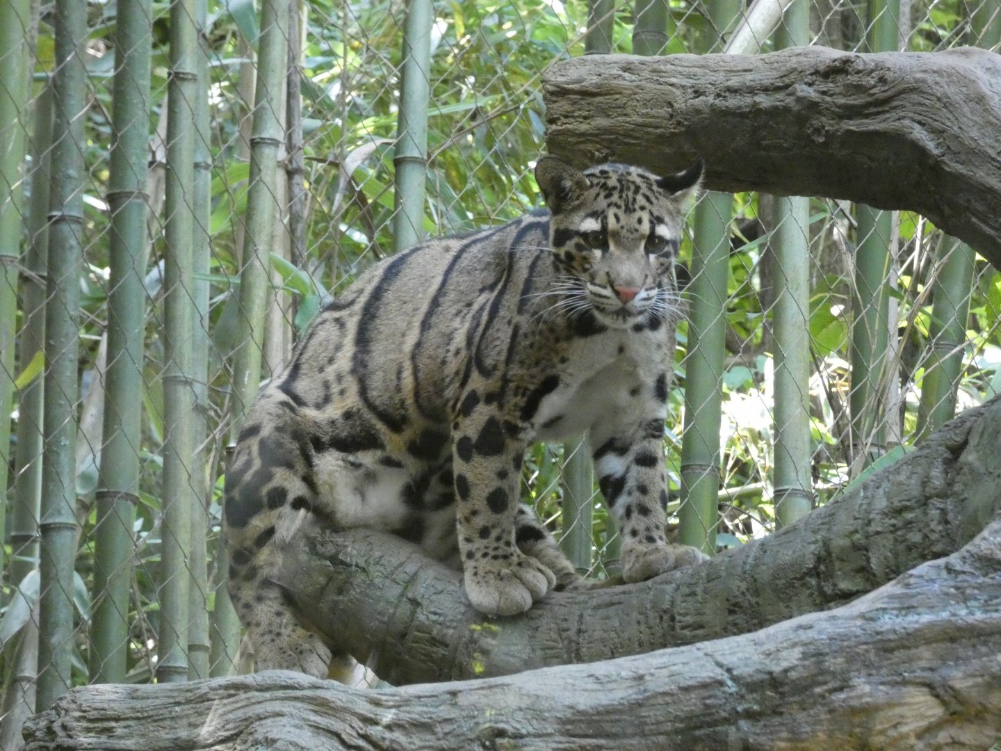 Clouded Leopard, Bamboo Trail