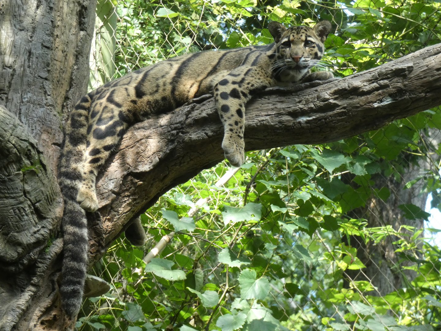 Clouded Leopard, Bamboo Trail