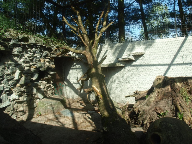 Clouded leopard cage 2 (April 19th, 2015)