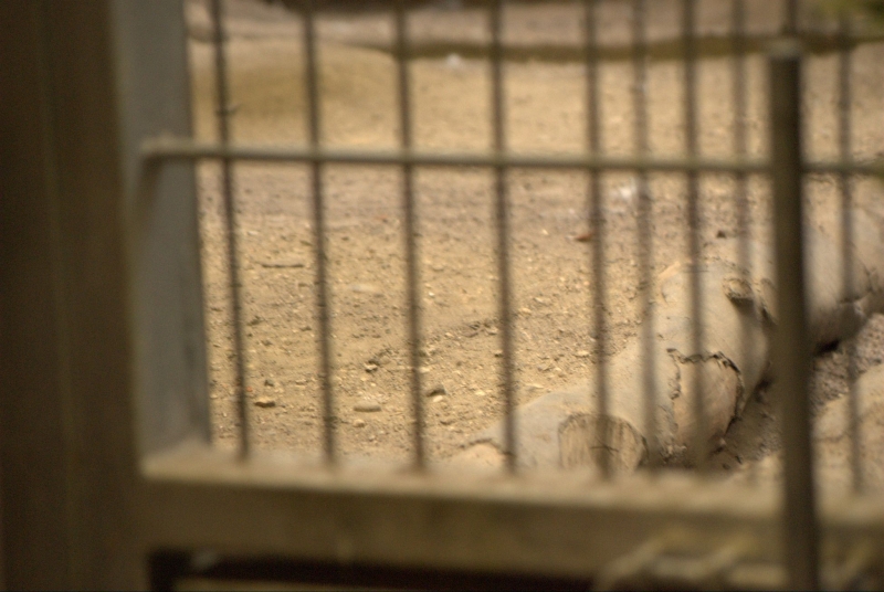 Clouded leopard cage floorsubstrate
