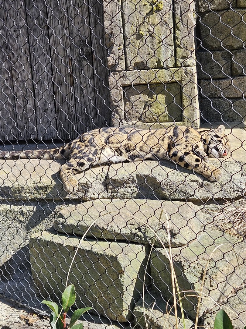 Clouded leopard catnap