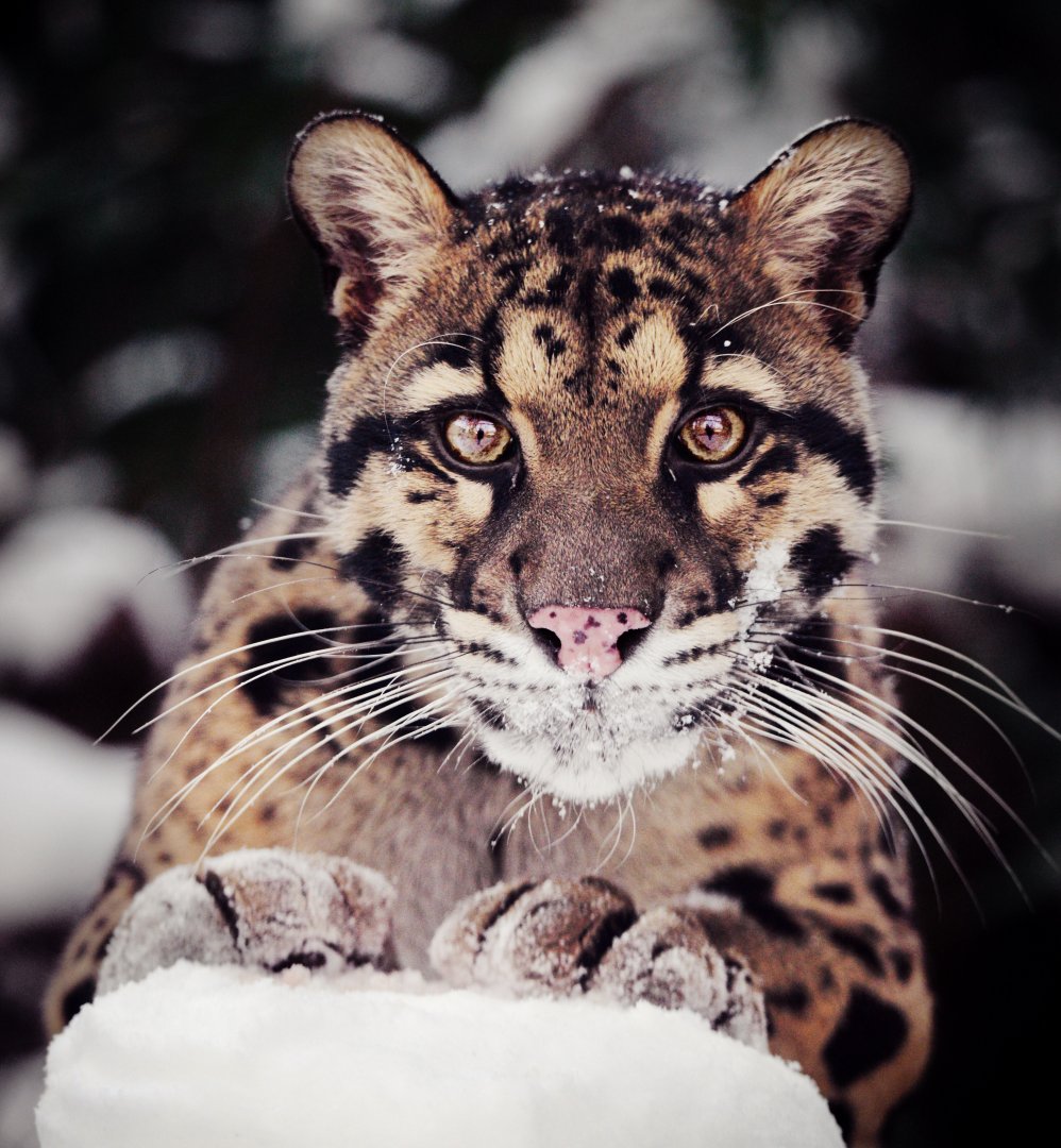 Clouded leopard Chen