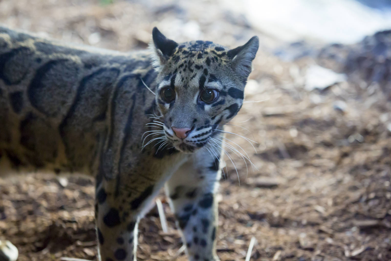 Clouded Leopard Close Up