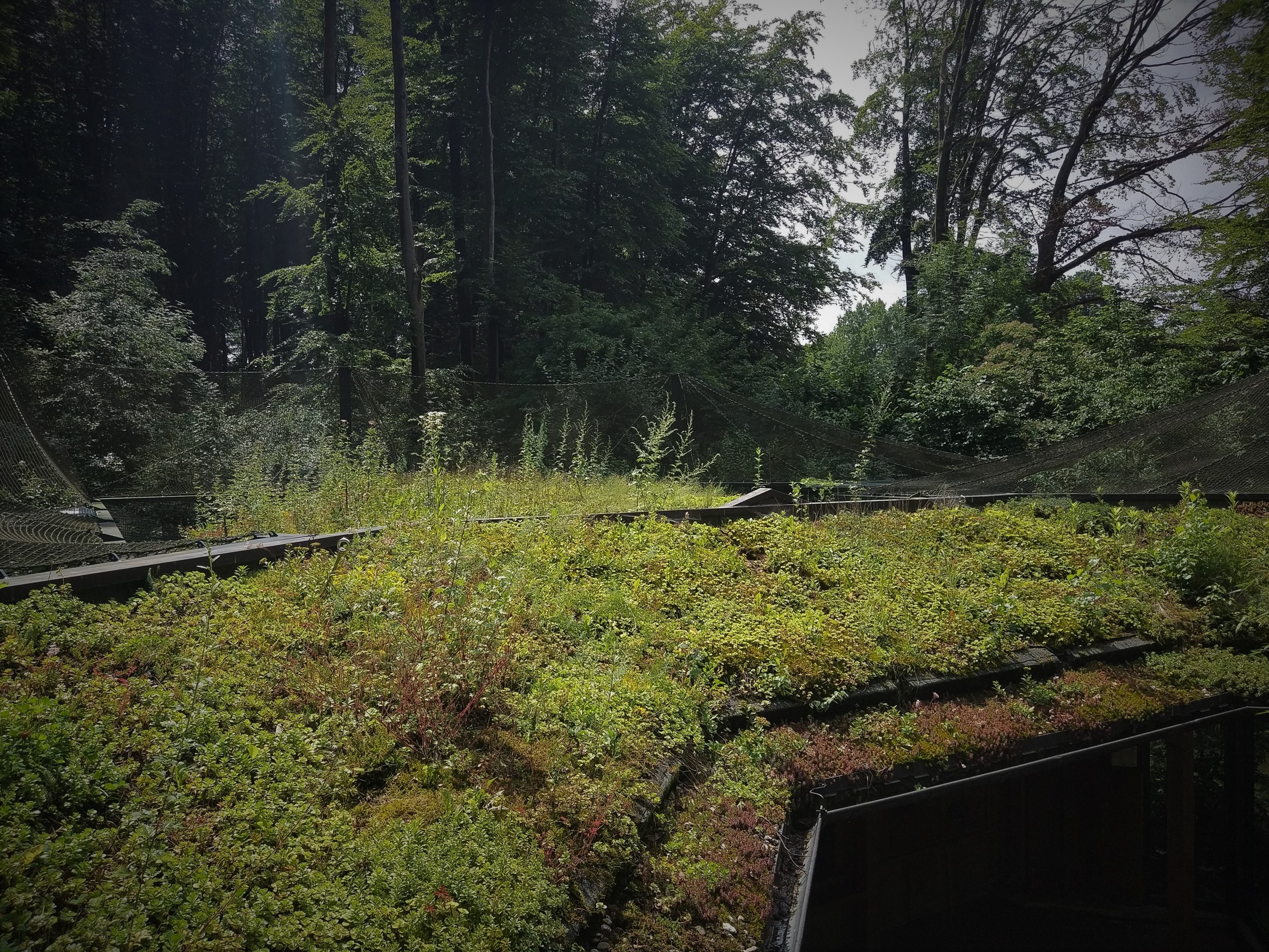 Clouded Leopard Complex Roof