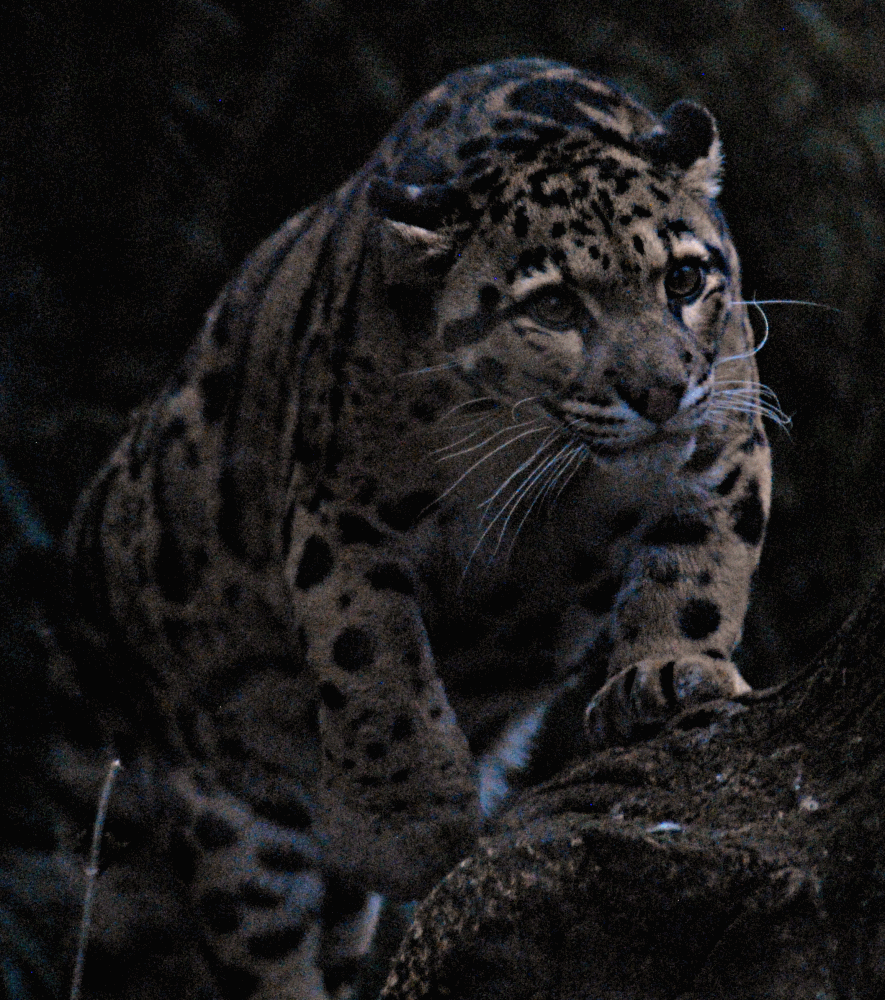 Clouded Leopard - Cotswold Wildlife Park 2023