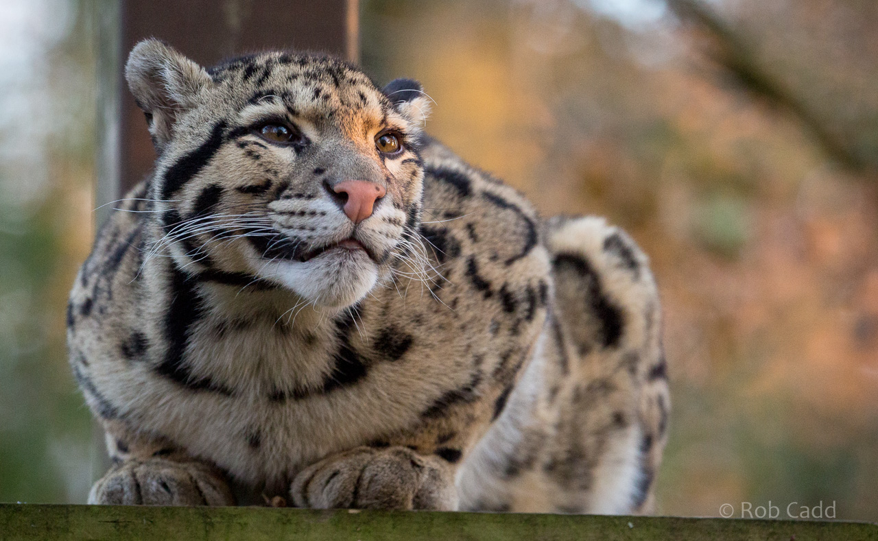 Clouded leopard : Cotswold WP : 03 Dec 2016