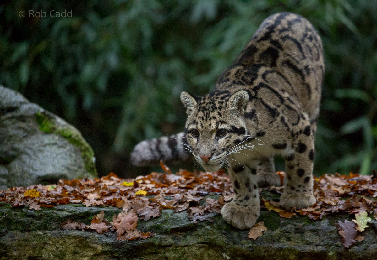 Clouded leopard : Cotswold WP : 08 Nov 2015