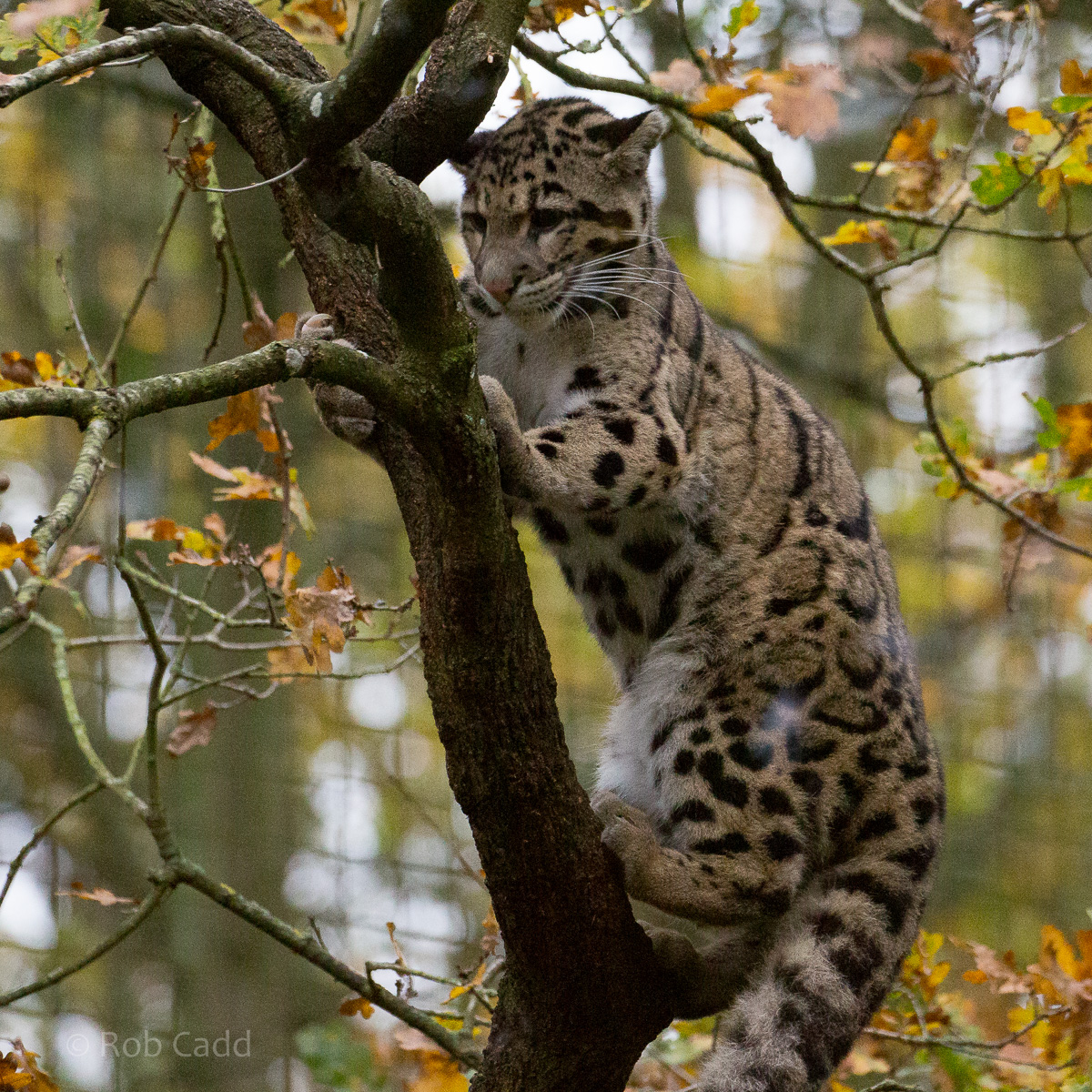 Clouded leopard : Cotswold WP : 08 Nov 2015