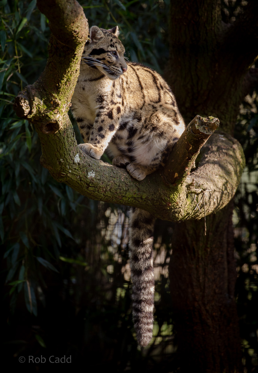Clouded leopard : Cotswold WP : 11 Mar 2016