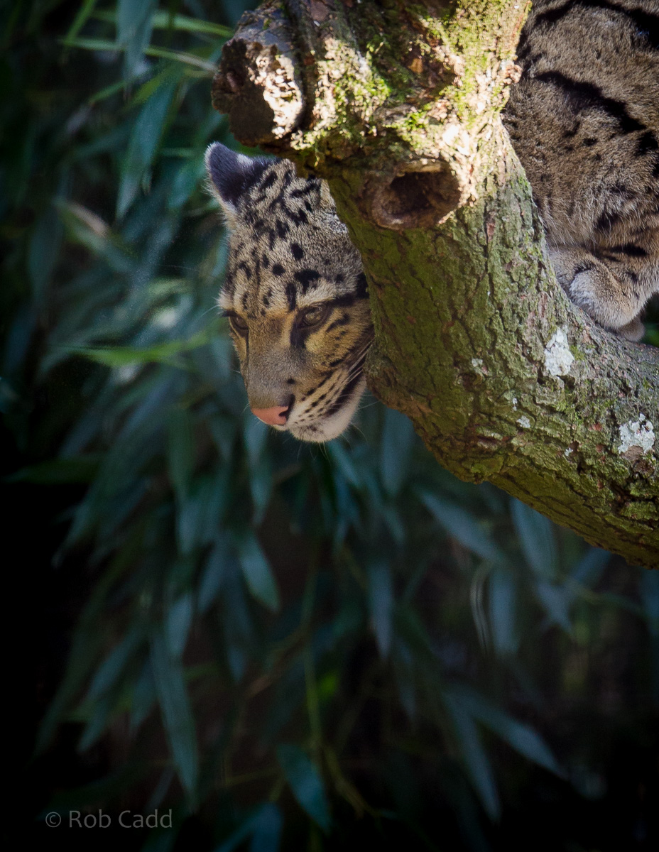 Clouded leopard : Cotswold WP : 11 Mar 2016