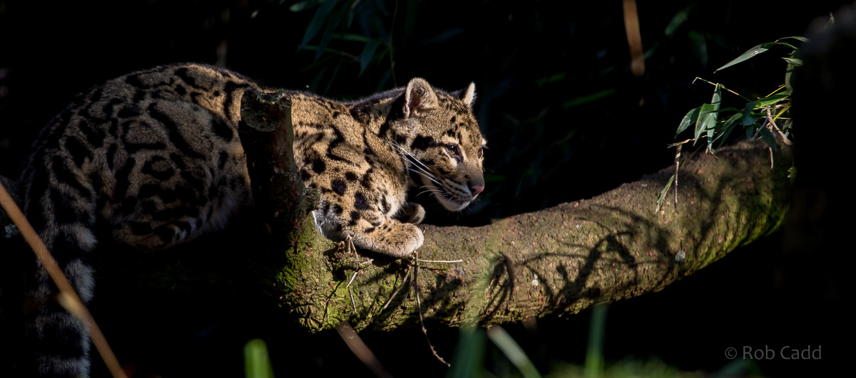 Clouded leopard : Cotswold WP : 11 Mar 2016