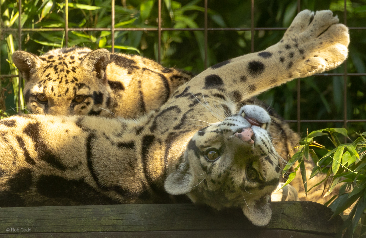 Clouded leopard : Cotswold WP : 20 Jun 2025