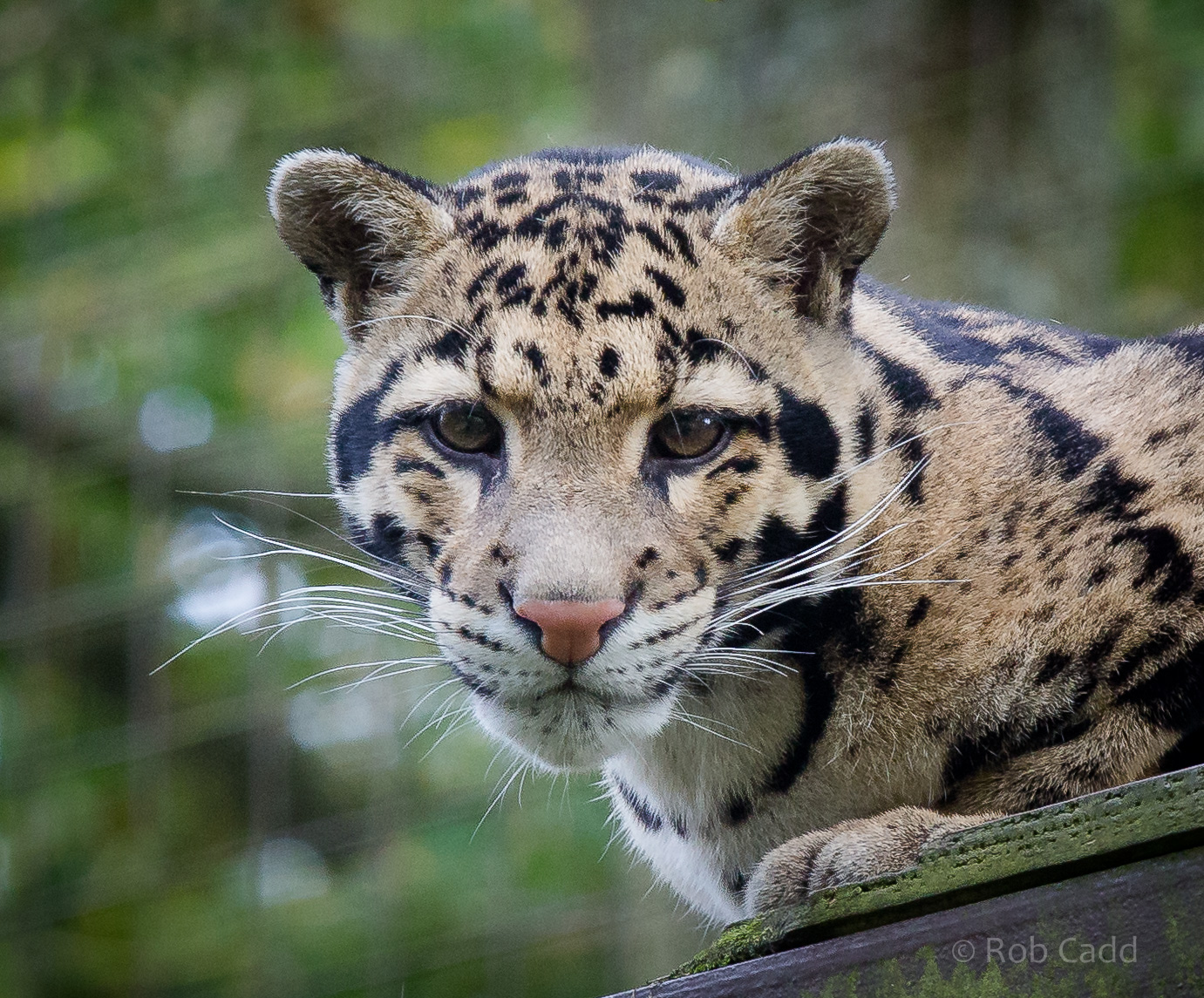Clouded leopard : Cotswold WP : 25 Oct 2014