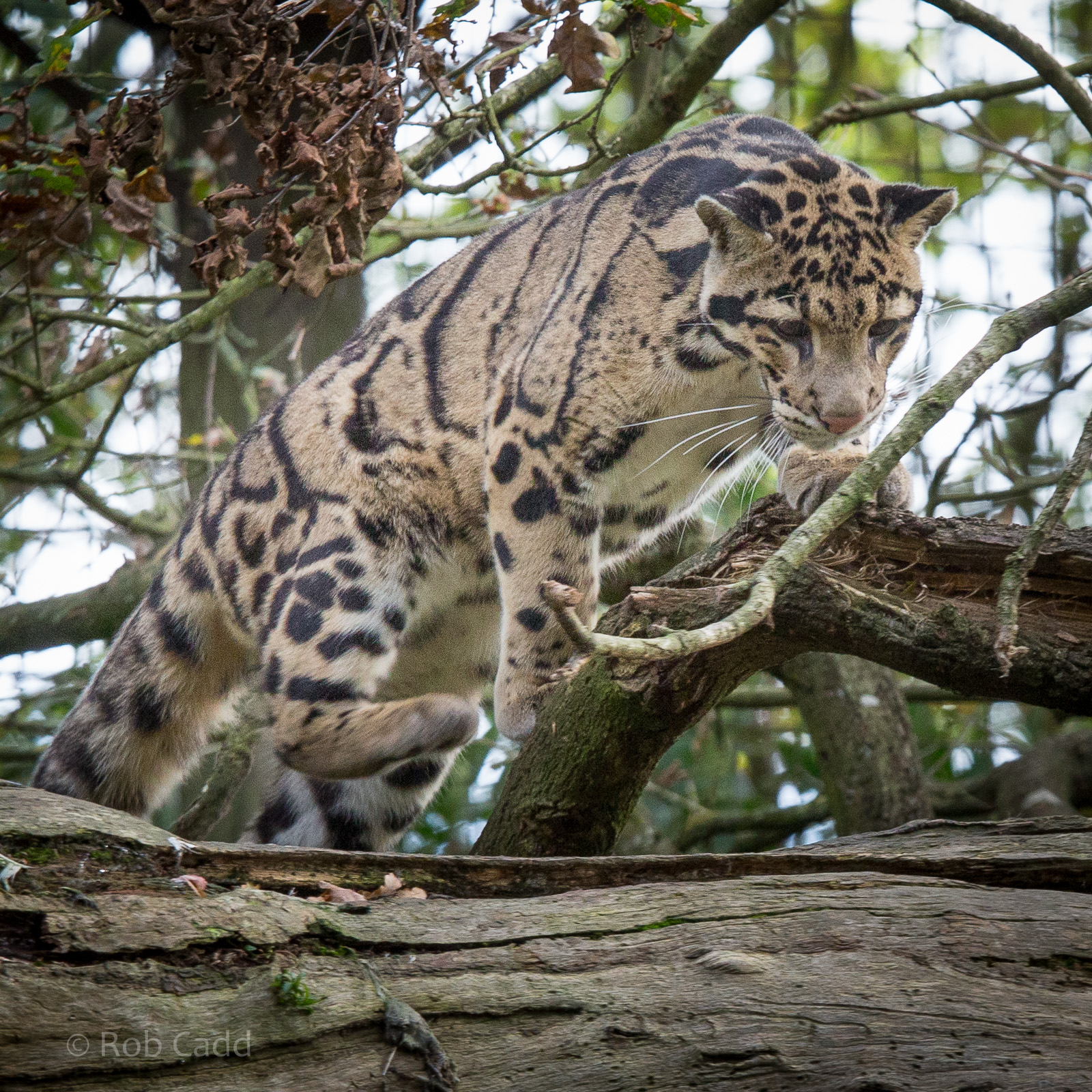 Clouded leopard : Cotswold WP : 25 Oct 2014