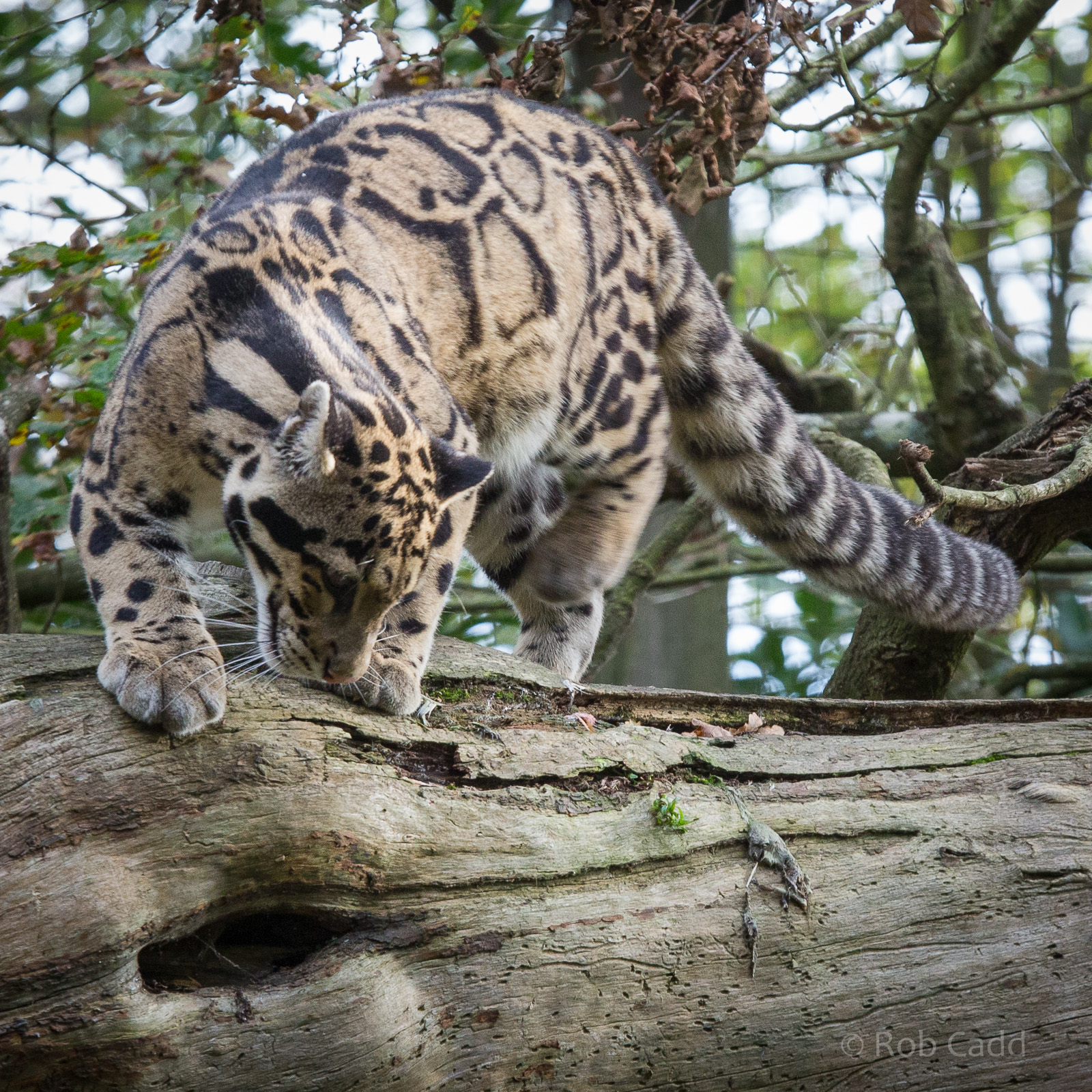 Clouded leopard : Cotswold WP : 25 Oct 2014