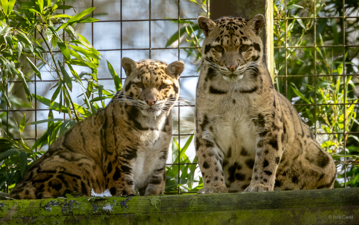 Clouded leopard : Cotswold WP : 28 Mar 2025