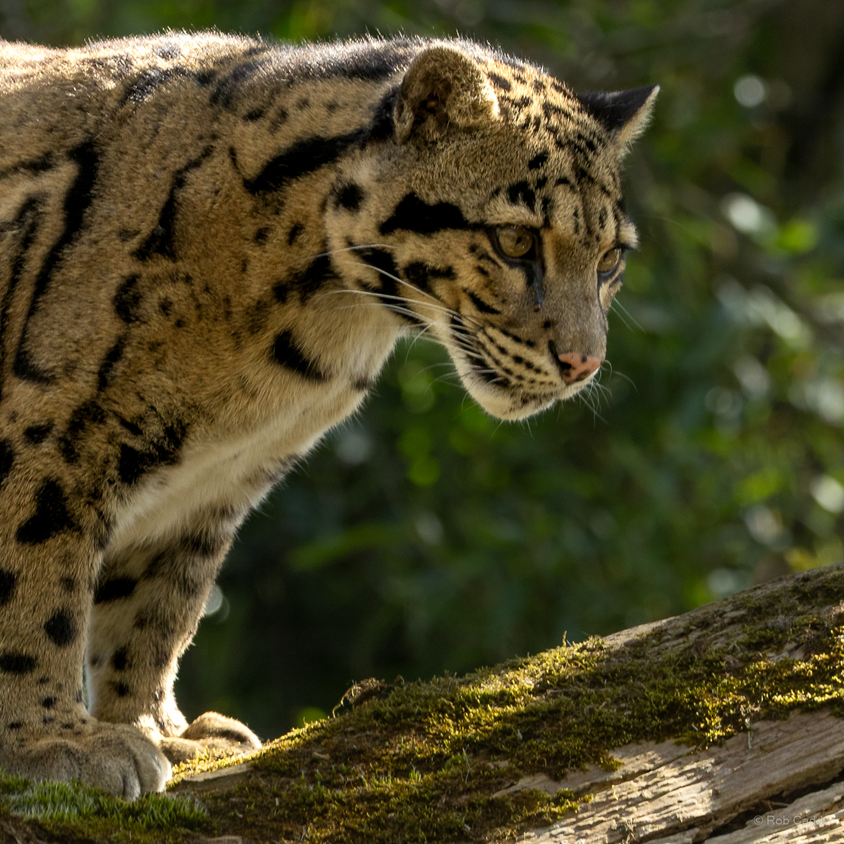 Clouded leopard : Cotswold WP : 28 Mar 2025