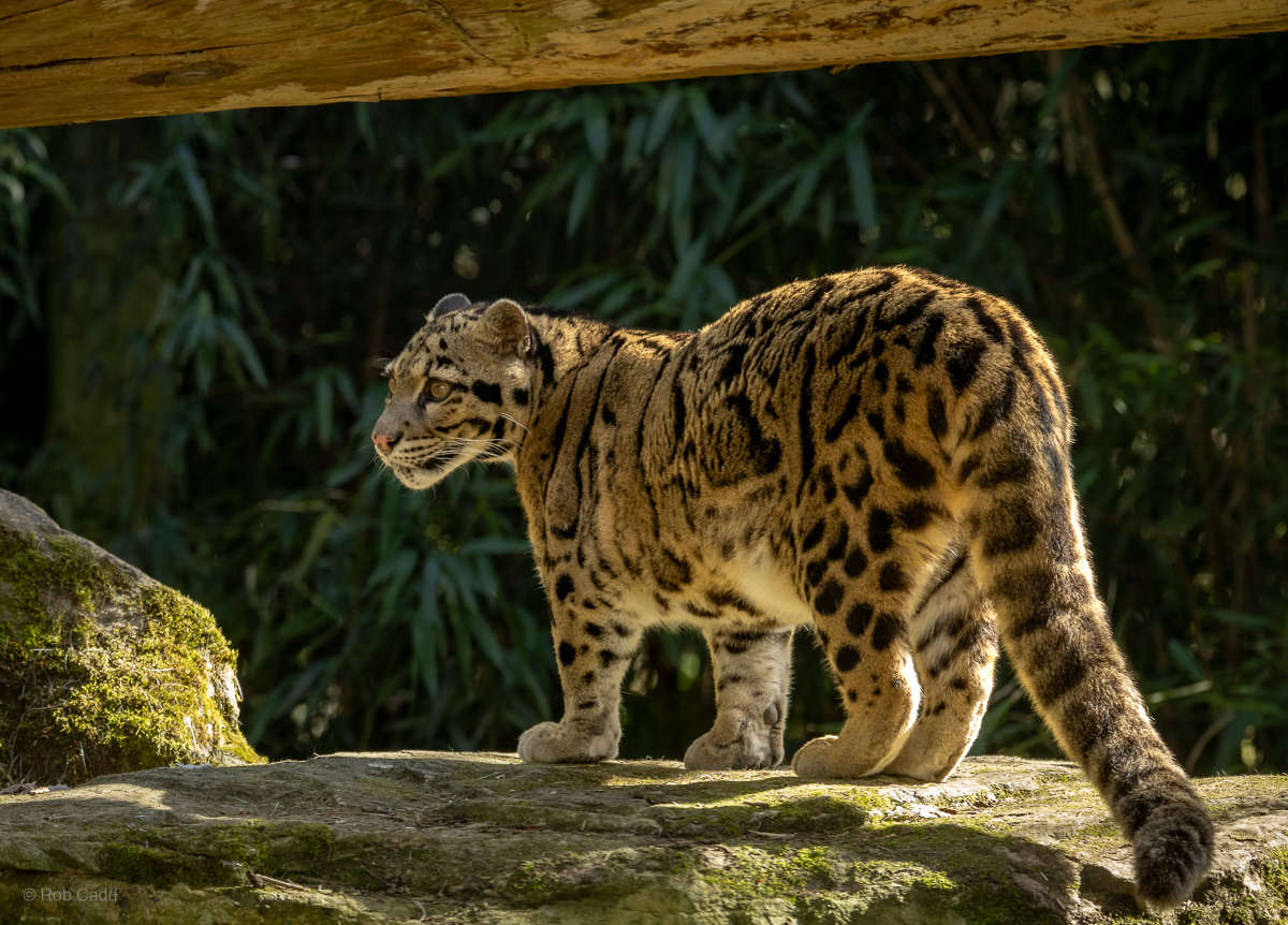 Clouded leopard : Cotswold WP : 28 Mar 2025