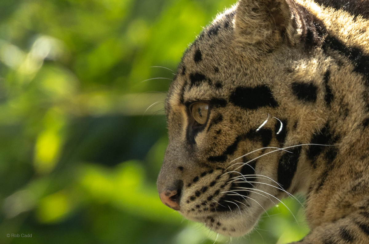 Clouded leopard : Cotswold WP : 28 Mar 2025