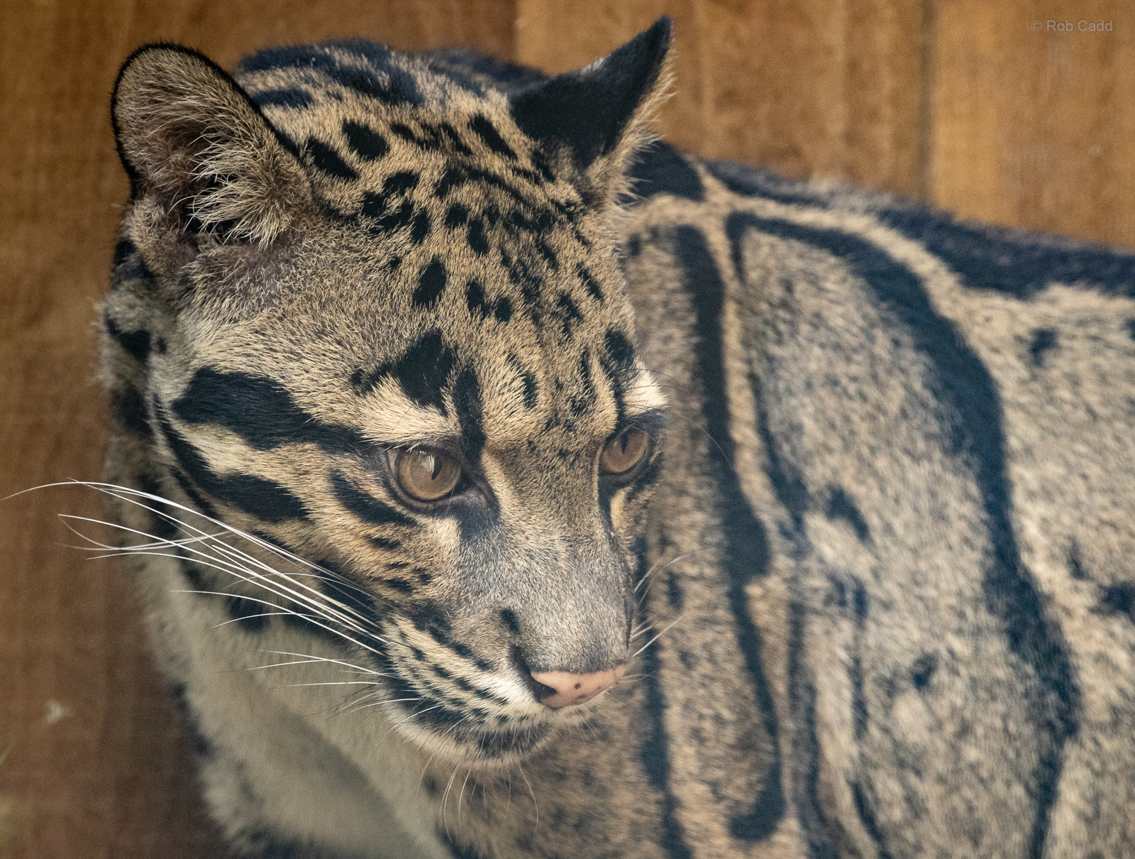 Clouded leopard : Crocodiles of the World : 20 Jun 2024