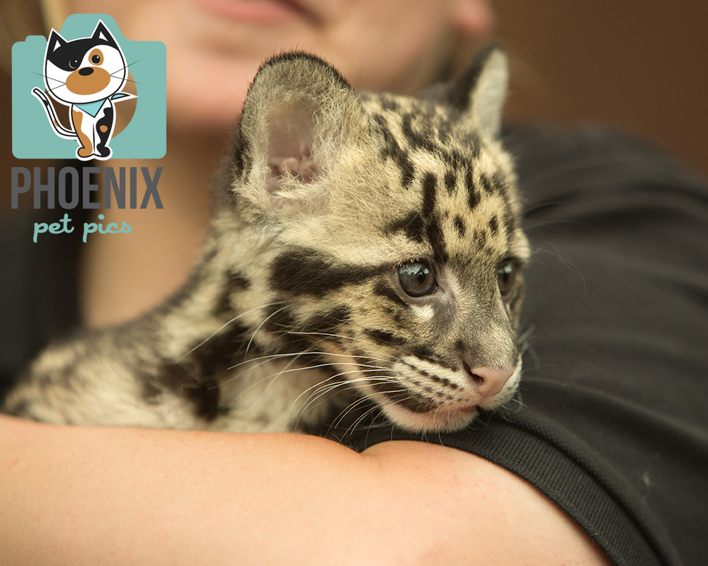 Clouded Leopard cub (10 weeks)