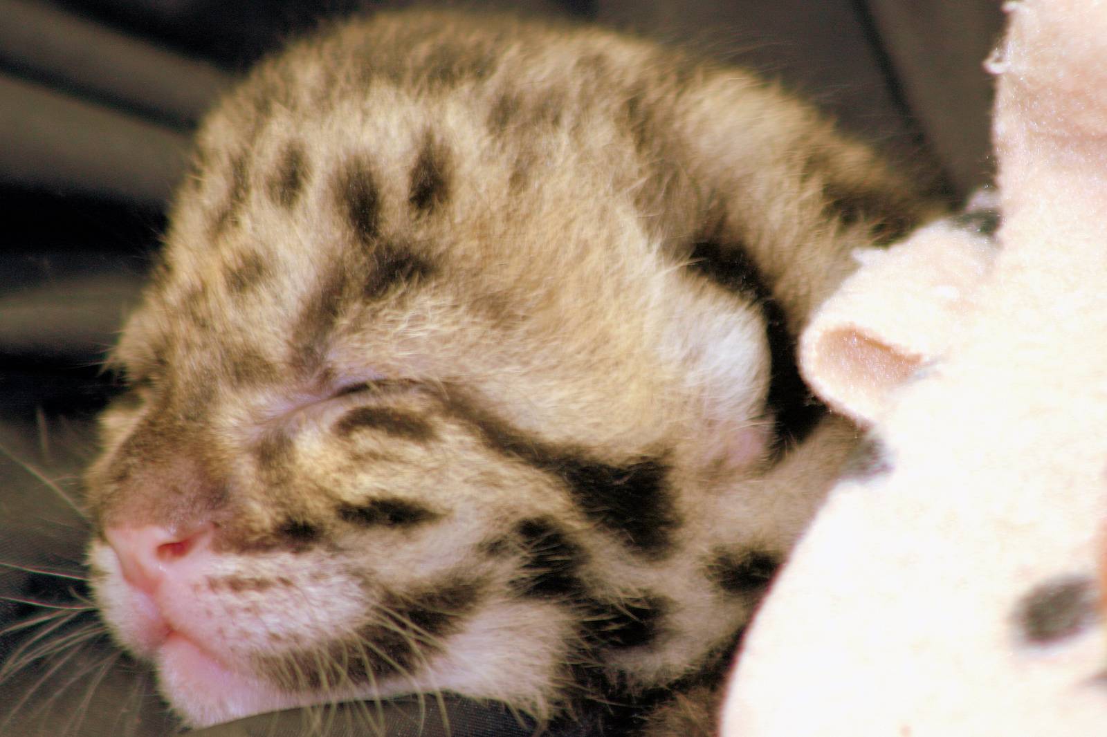 Clouded leopard cub, 12 days old; RSCC; 21st March 2015