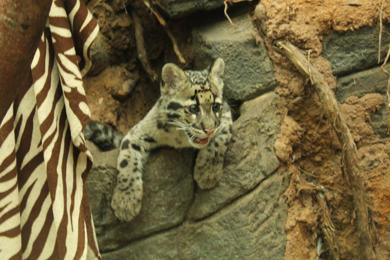 Clouded Leopard Cub - 14th June 2014