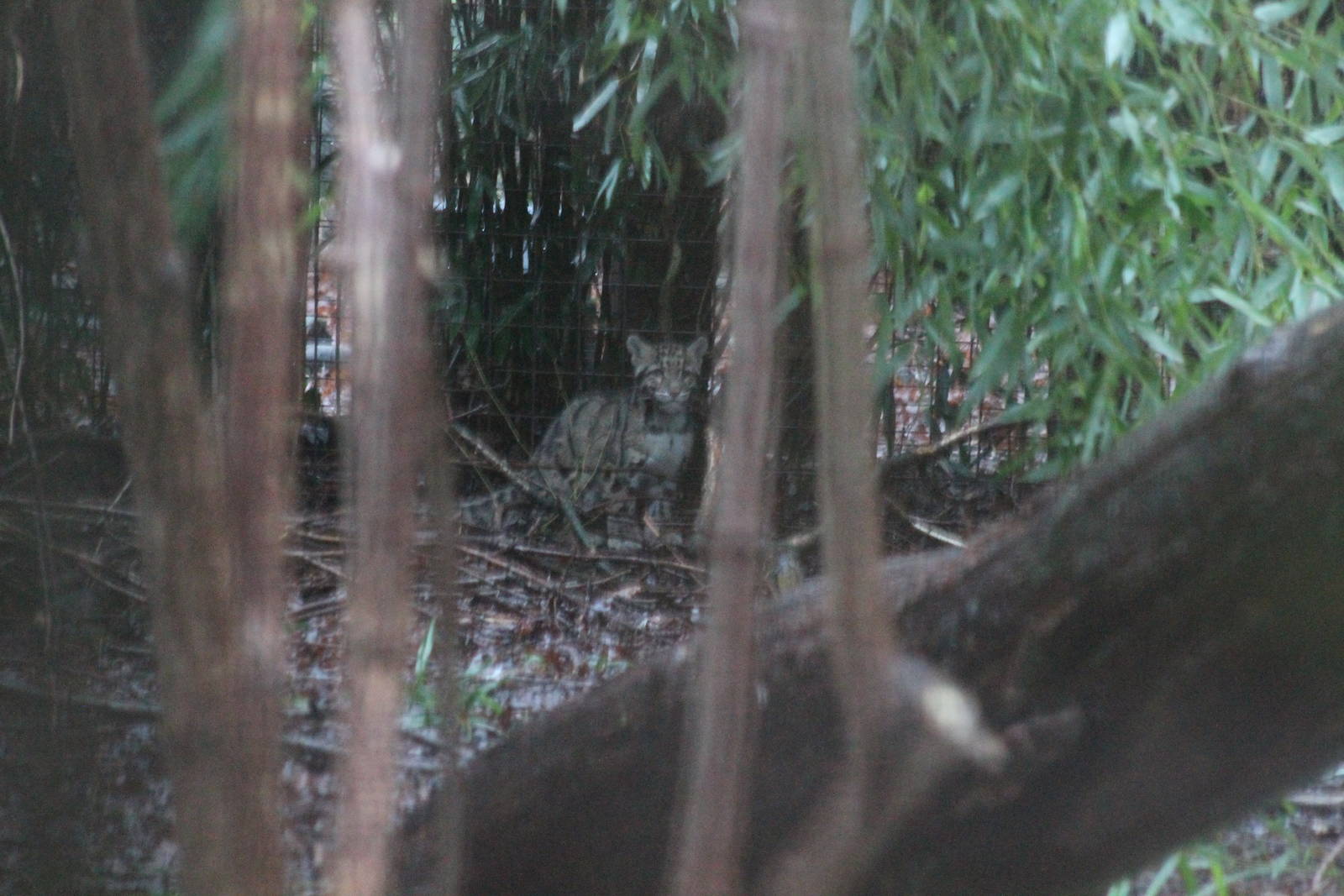 Clouded Leopard Cub - 1st January 2014