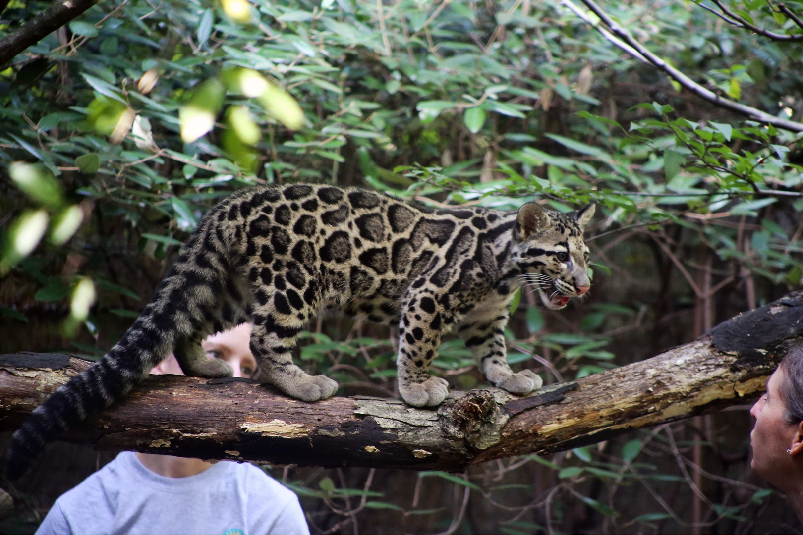 Clouded Leopard Cub and Her Keepers, September 2019