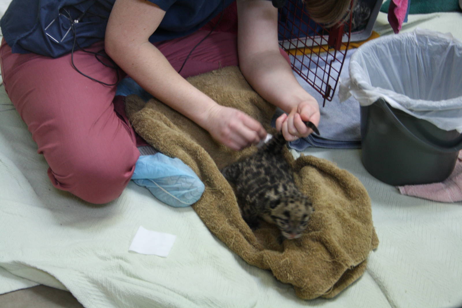 Clouded Leopard Cub - First Day On Public View