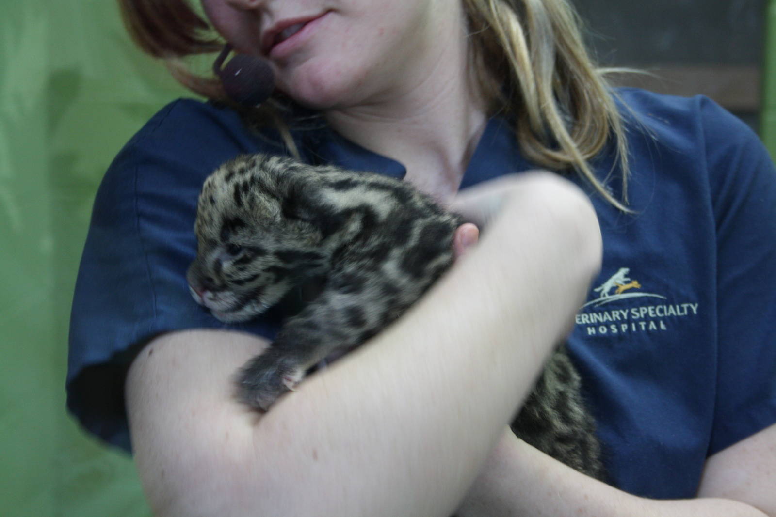 Clouded Leopard Cub - First Day On Public View
