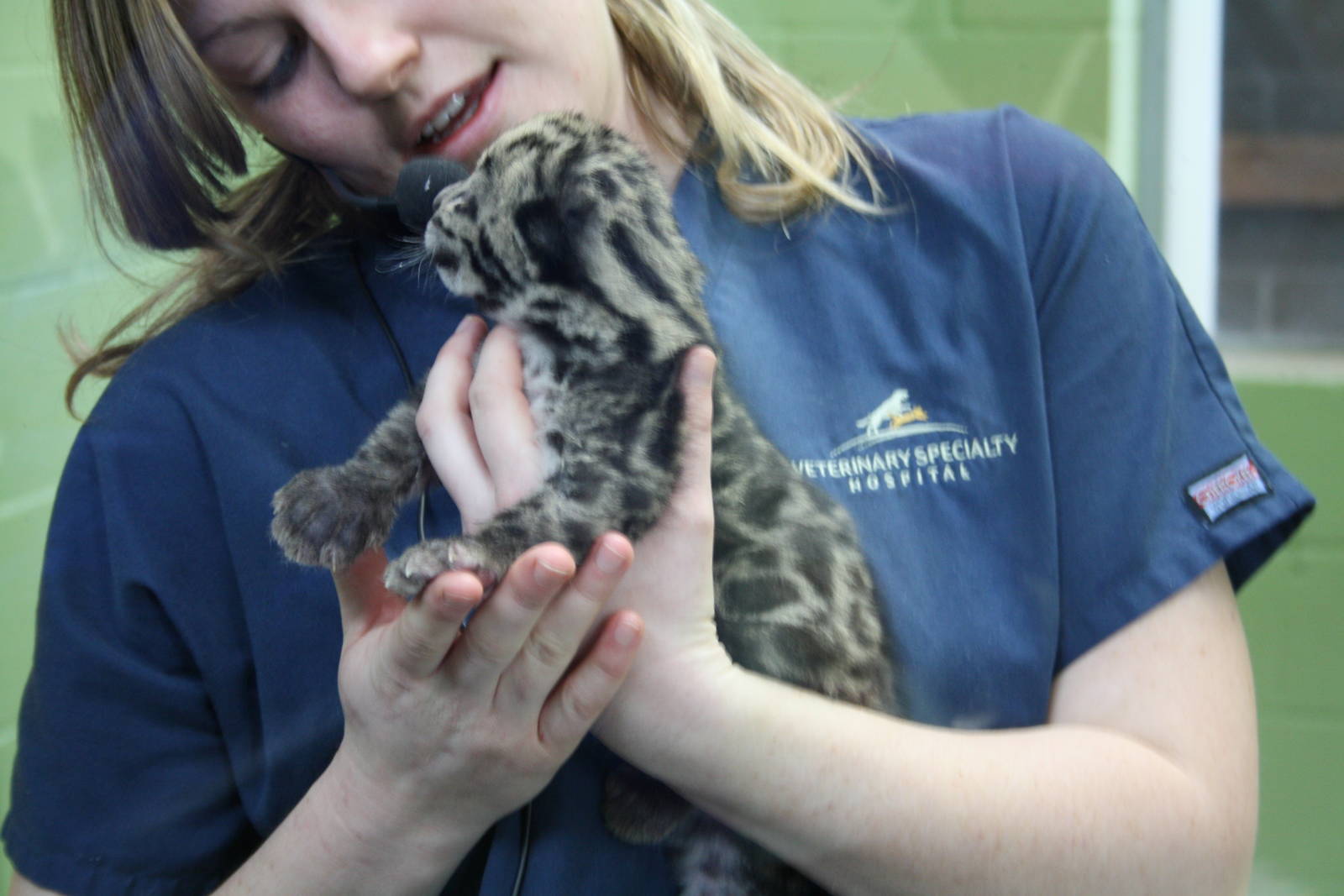 Clouded Leopard Cub - First Day On Public View