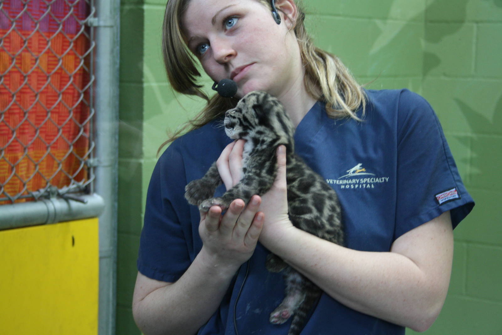 Clouded Leopard Cub - First Day On Public View
