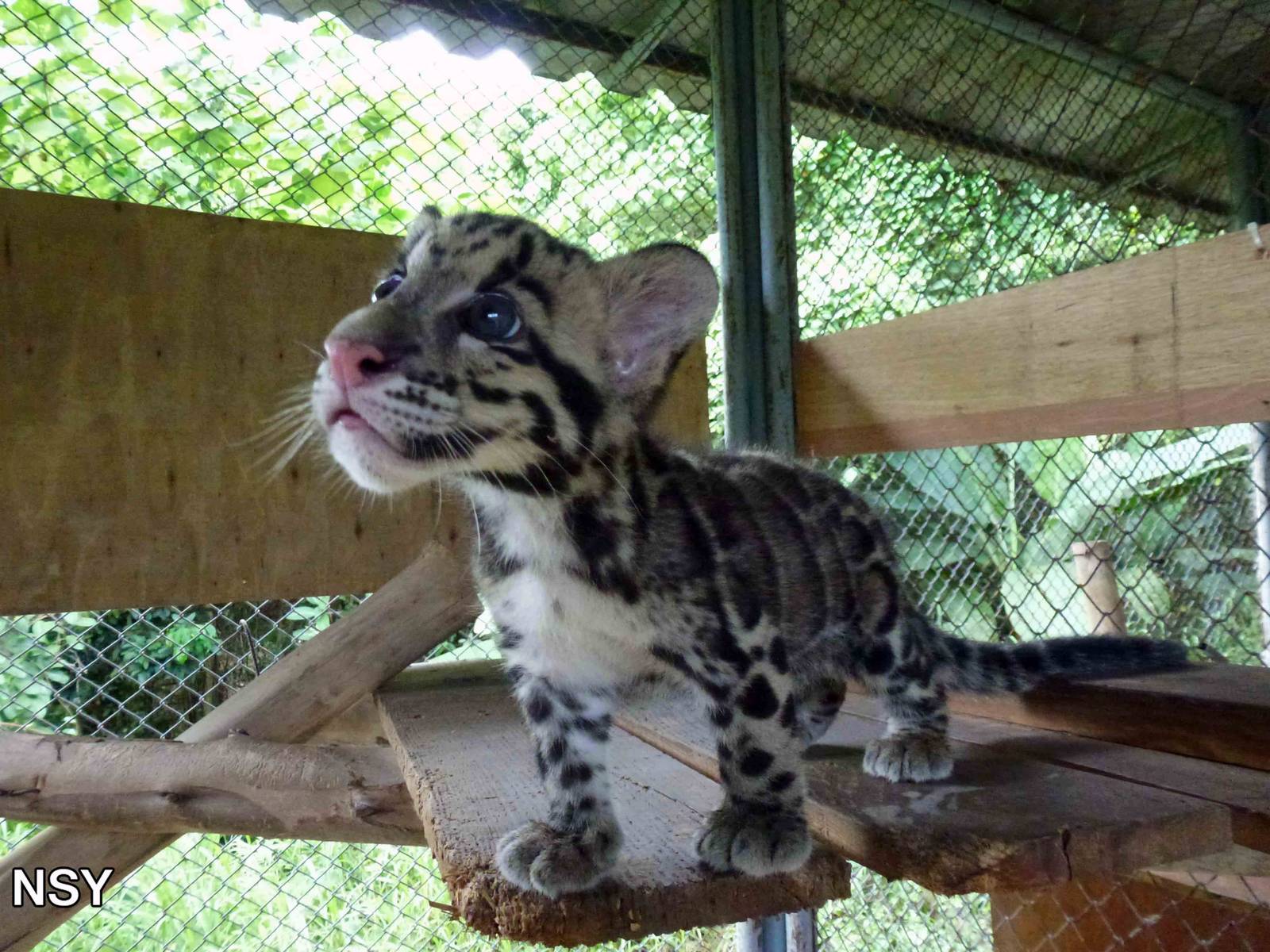 Clouded leopard cub, June 2013.